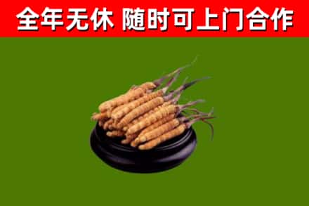 黄岛回收冬虫夏草